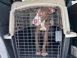 Shelter Stray Unknown Dog last seen Charlotte Street, BRONX, NY, 10457, 3139 Veterans Rd W, Staten Island, NY 10309, USA