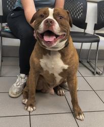 Shelter Stray Male Dog last seen Near W 6200 S, Kearns Township, UT, 84118, 511 W 3900 S, Salt Lake City, UT 84123, USA