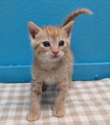 Shelter Stray Male Cat last seen Near Montemar Road, Escondido, CA, 92027, Escondido, CA 92027, USA