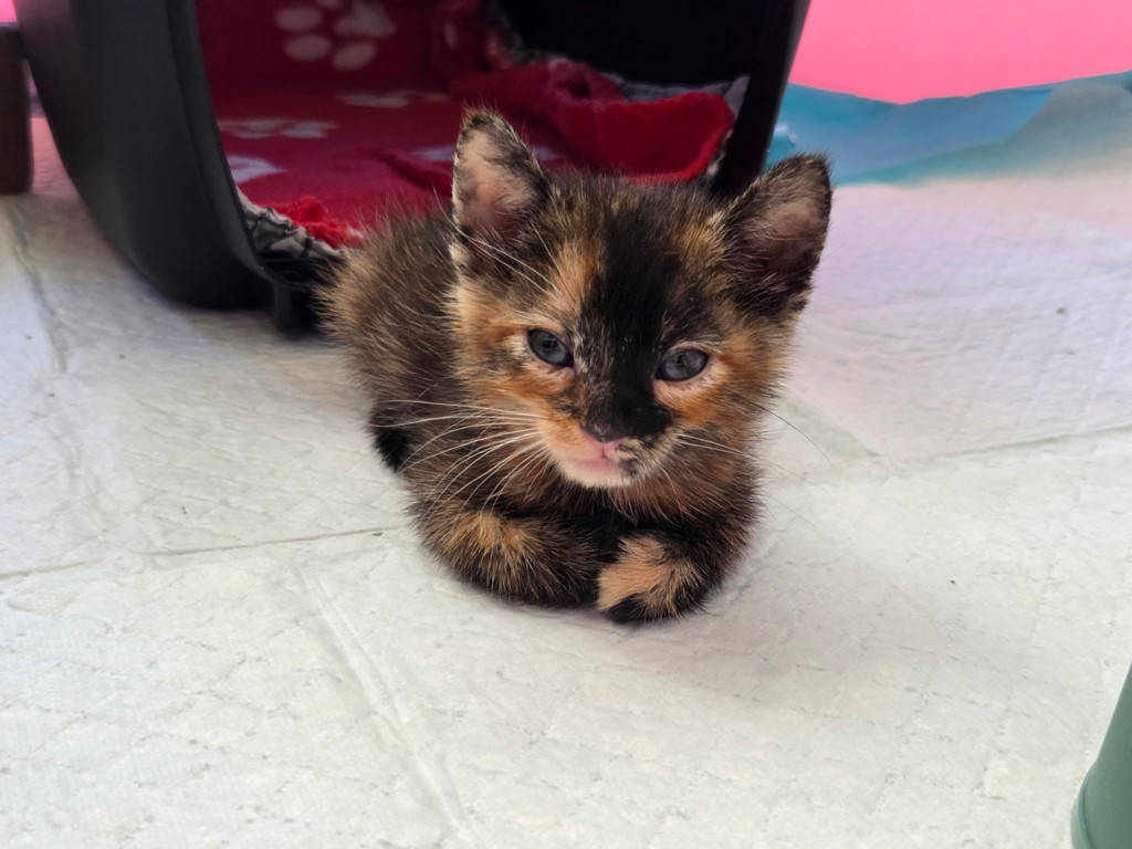 Shelter Stray Female Cat last seen Calle Primera, San Diego, CA, 92173, 5500 Gaines St, San Diego, CA 92110, USA