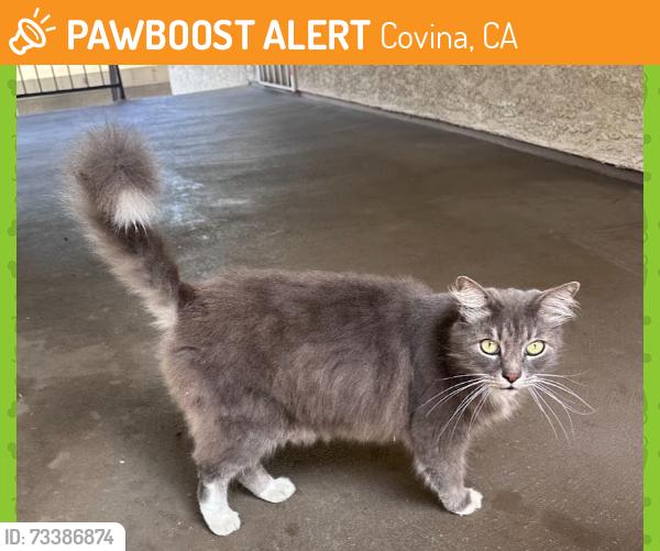 Found/Stray Female Cat last seen Barranca and Badillo, Covina, CA 91723