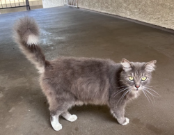 Found/Stray Female Cat last seen Barranca and Badillo, Covina, CA 91723