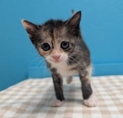 Shelter Stray Female Cat last seen Near Montemar Road, Escondido, CA, 92027, Escondido, CA 92027, USA