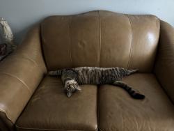 Lost Male Cat last seen Pine Chase ests, St. Cloud, FL 34769