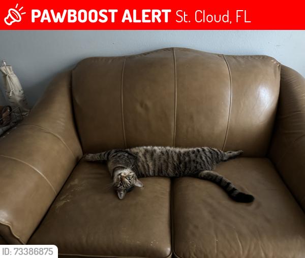 Lost Male Cat last seen Pine Chase ests, St. Cloud, FL 34769