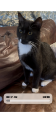 Lost Male Cat last seen River road / Fortson area, Columbus, GA 31808