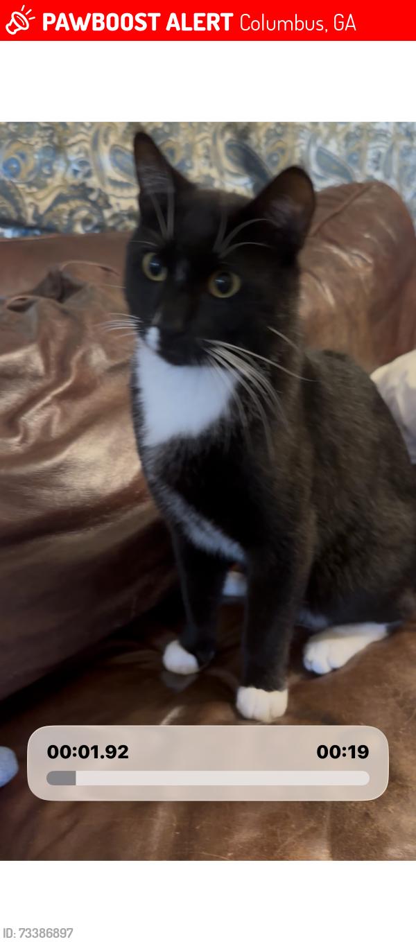 Lost Male Cat last seen River road / Fortson area, Columbus, GA 31808