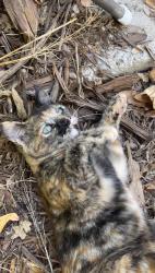 Lost Female Cat last seen Highland ave, Citrus Heights, CA 95610