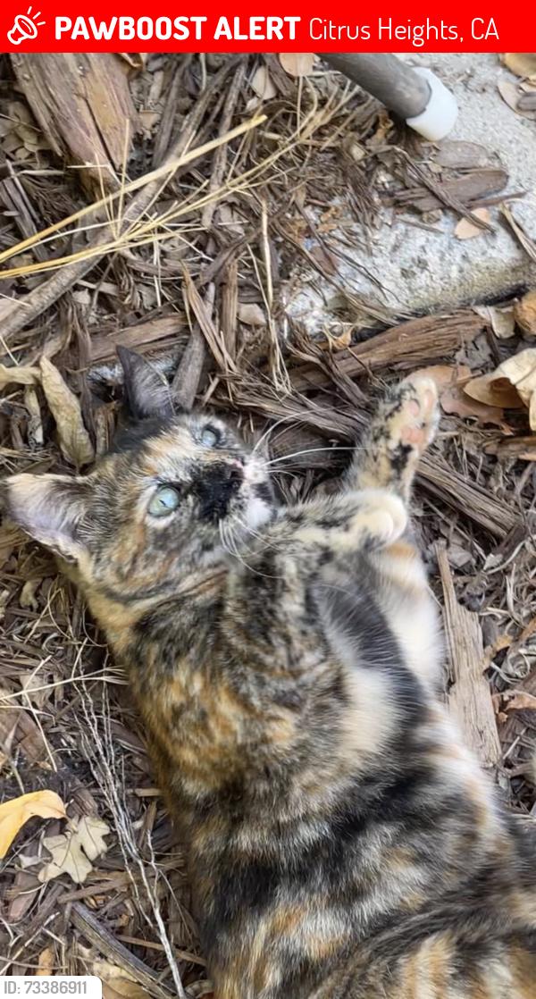 Lost Female Cat last seen Highland ave, Citrus Heights, CA 95610