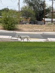 Found/Stray Unknown Dog last seen Pat Hurley park upper loop, Albuquerque, NM 87105