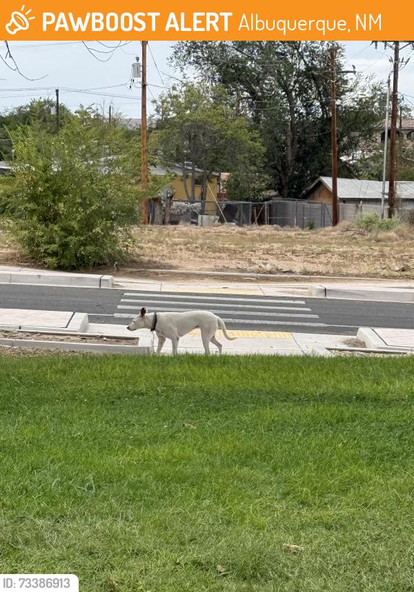 Found/Stray Unknown Dog last seen Pat Hurley park upper loop, Albuquerque, NM 87105