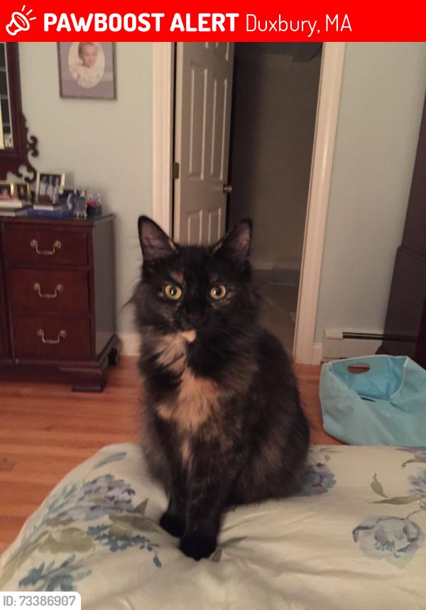 Lost Female Cat last seen bay avenue, Duxbury, MA 02332
