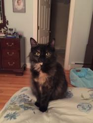 Lost Female Cat last seen bay avenue, Duxbury, MA 02332