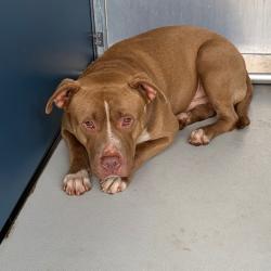 Shelter Stray Male Dog last seen , 328 Furman Hall Rd, Greenville, SC 29609, USA