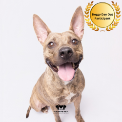Shelter Stray Female Dog last seen , 3607 N Armenia Ave, Tampa, FL 33607, USA