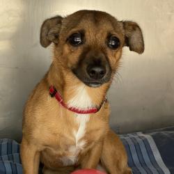 Shelter Stray Male Dog last seen , Animal Care & Control Team of Philly, 111 W Hunting Park Ave, Philadelphia, PA 19140, USA