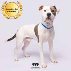 Shelter Stray Male Dog last seen , 3607 N Armenia Ave, Tampa, FL 33607, USA