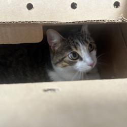 Shelter Stray Female Cat last seen , Animal Care & Control Team of Philly, 111 W Hunting Park Ave, Philadelphia, PA 19140, USA