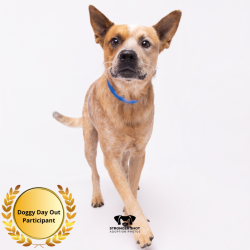 Shelter Stray Male Dog last seen , 3607 N Armenia Ave, Tampa, FL 33607, USA