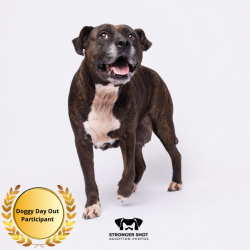 Shelter Stray Female Dog last seen , 3607 N Armenia Ave, Tampa, FL 33607, USA