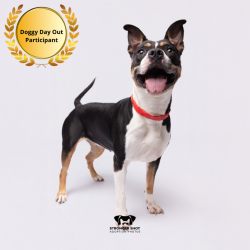 Shelter Stray Female Dog last seen , 3607 N Armenia Ave, Tampa, FL 33607, USA