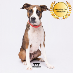 Shelter Stray Female Dog last seen , 3607 N Armenia Ave, Tampa, FL 33607, USA