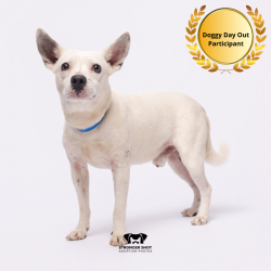 Shelter Stray Male Dog last seen , 3607 N Armenia Ave, Tampa, FL 33607, USA