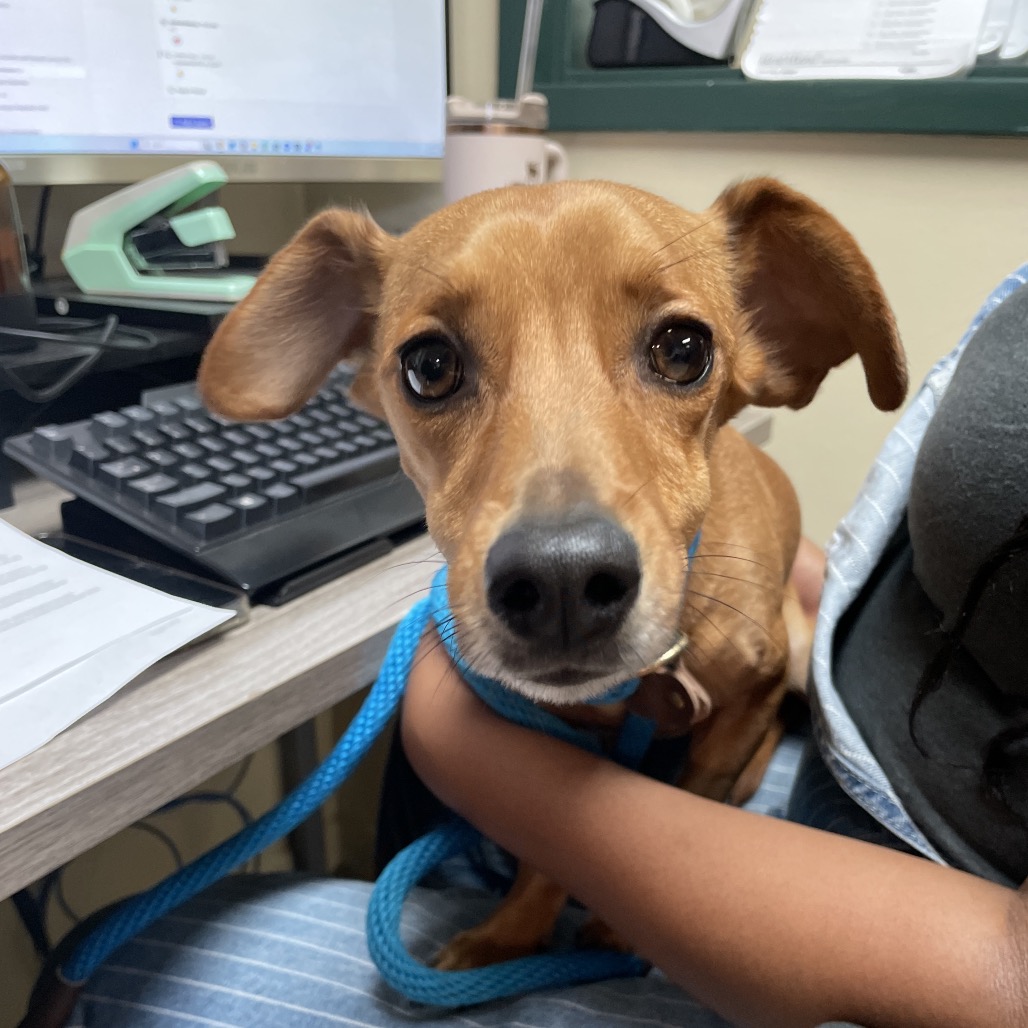 Shelter Stray Male Dog last seen , 361 S Raymond Ave, Pasadena, CA 91105, USA