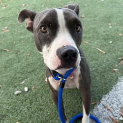 Shelter Stray Female Dog last seen , 2350 Appling City Cove, Memphis, TN 38133, USA