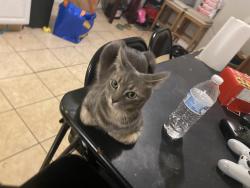 Reunited Male Cat last seen N, Prince George's County, MD 20743