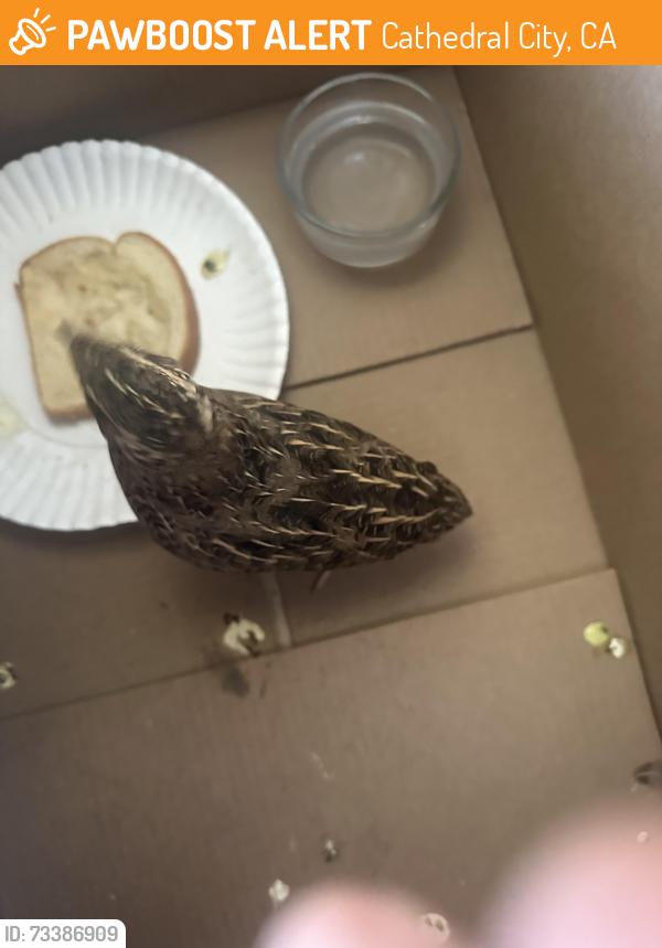 Found/Stray Unknown Bird last seen Victoria road by Nellie and Coffman jr high, Cathedral City, CA 92235