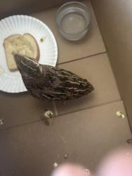 Found/Stray Unknown Bird last seen Victoria road by Nellie and Coffman jr high, Cathedral City, CA 92235