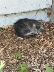 Found/Stray Female Cat last seen English St & Arlington, Saint Paul, MN 55106