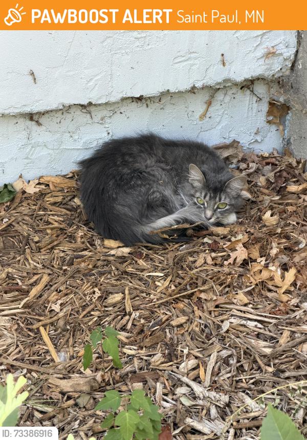 Found/Stray Female Cat last seen English St & Arlington, Saint Paul, MN 55106