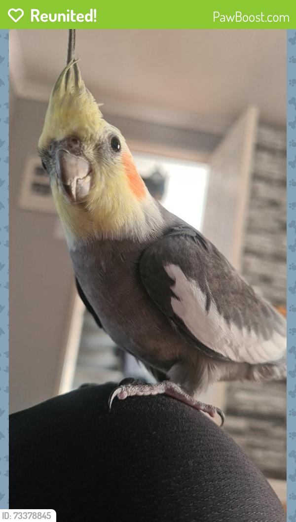 Reunited Male Bird last seen Stafford hosp, Staffordshire, England ST16 3SA