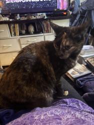 Lost Female Cat last seen Beaverton Park & Ride, Beaverton, OR 97006