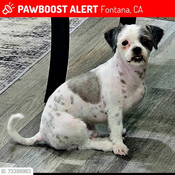 Lost Male Dog last seen Mary B Lewis Elementary, Fontana, CA 92335