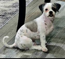 Lost Male Dog last seen Mary B Lewis Elementary, Fontana, CA 92335