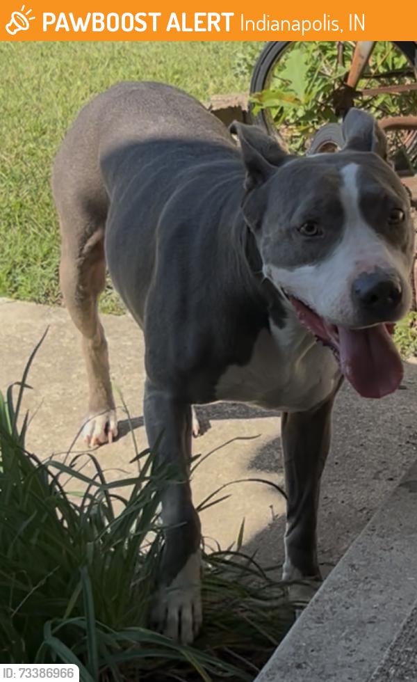 Found/Stray Female Dog last seen Liverpool lane, and kira ct, Indianapolis, IN 46236