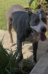 Found/Stray Female Dog last seen Liverpool lane, and kira ct, Indianapolis, IN 46236