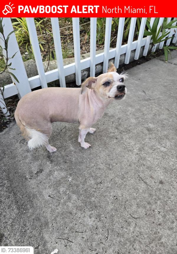 Lost Female Dog last seen Near NW. 5 plac, North Miami, FL 33168