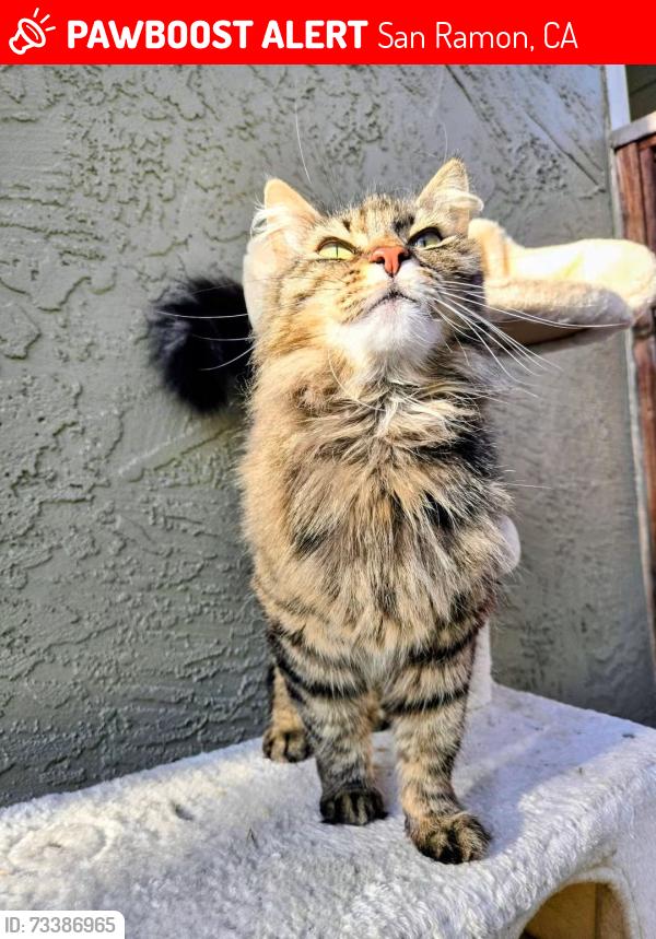 Lost Female Cat last seen Kittery Ave, San Ramon, CA 94583