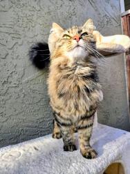 Lost Female Cat last seen Kittery Ave, San Ramon, CA 94583