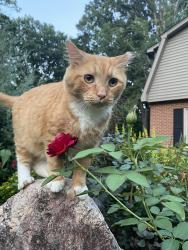 Lost Male Cat last seen Weet hills and Sparger Road near Hillsborough road, Durham, NC 27705