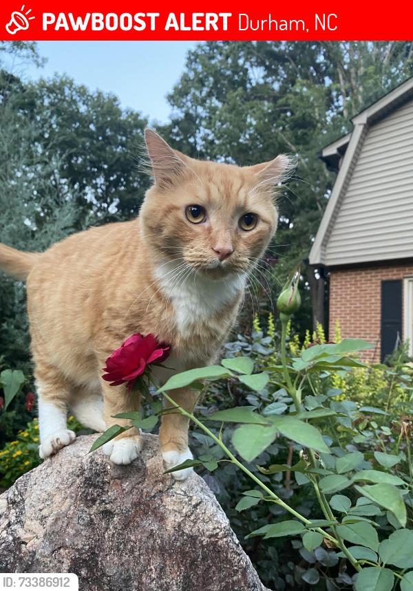 Lost Male Cat last seen Weet hills and Sparger Road near Hillsborough road, Durham, NC 27705
