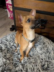 Found/Stray Male Dog last seen The apmts next to the Tom Thumb on Spring Valley Rd, Addison, TX 75001