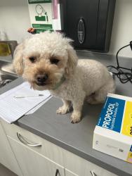 Reunited Male Dog last seen East market, Daly City, CA 94014