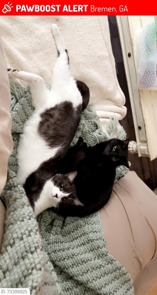 Lost Male Cat last seen Bremen Buchanan area, Bremen, GA 30110