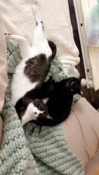 Lost Male Cat last seen Bremen Buchanan area, Bremen, GA 30110