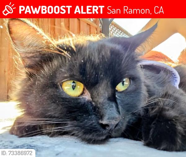 Lost Female Cat last seen Kittery Ave, San Ramon, CA 94583